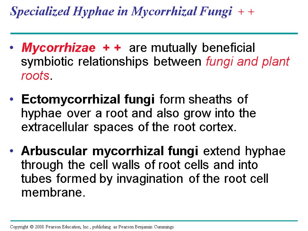 Specialized Hyphae in Mycorrhizal Fungi + + Mycorrhizae + + are mutually beneficial symbiotic